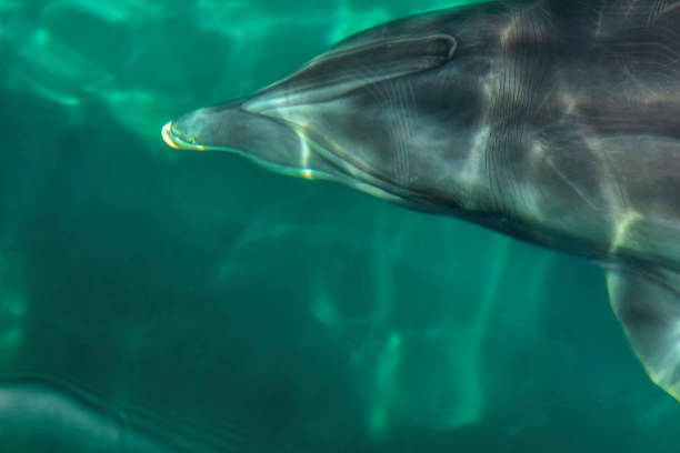 istock a very cute playful dolphin in the water 1483134716