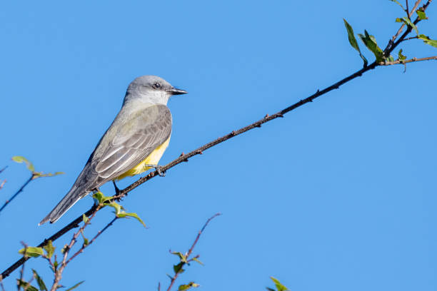 istock Female Vermillion Flycatcher 1483134722