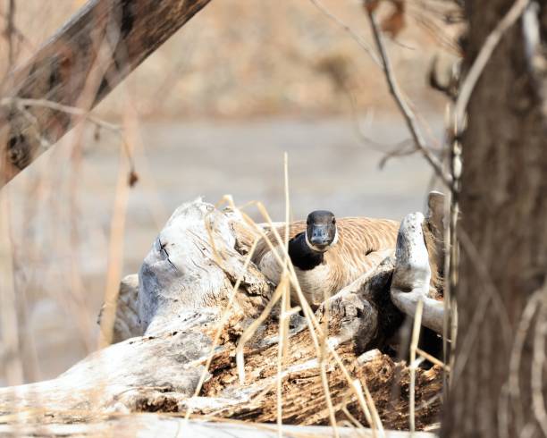 A Canada Goose on her Nest stock photo