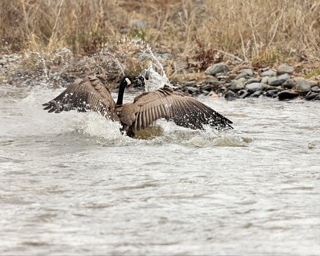 A Canada Goose is landing in a swift river.