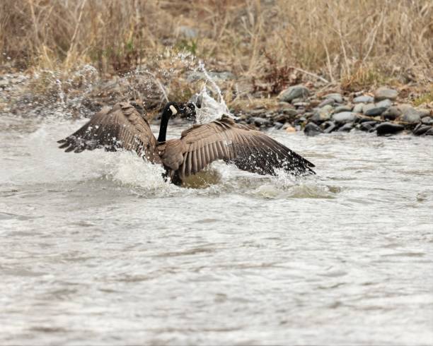 Canada Goose Splashdown stock photo