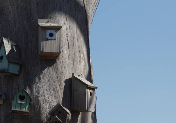 istock Low angle view of birdhouses on tree against clear sky 1483135377