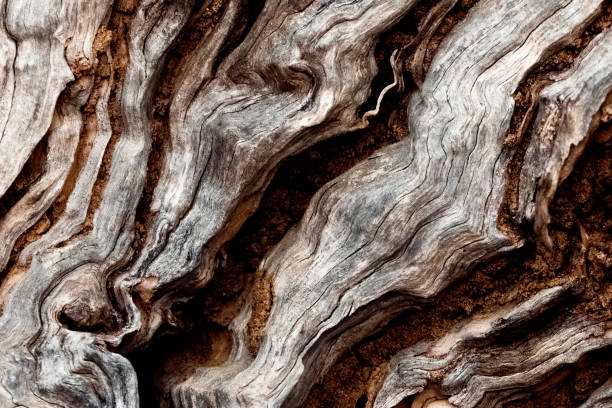 istock Close up of olive tree trunk. 1483136382