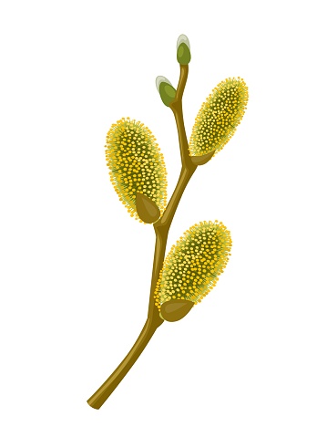Vector illustration, Salix caprea, known as goat willow, great willow or pale pussy, isolated on white background.