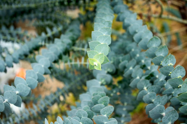 istock Medicinal leaves of eucalyptus - Eucalyptus little boy blue 1483140470