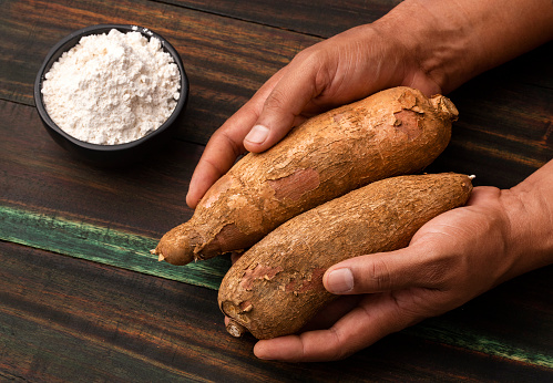 Manihot esculenta - Cassava in the hands of Colombian farmer