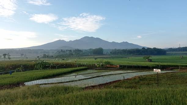 istock View of mountains and rice fields 1483141477