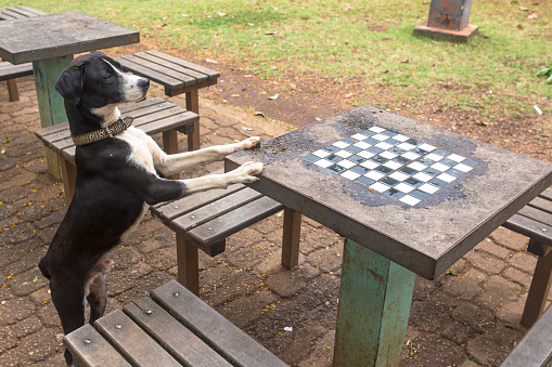 stray dog playing chess in the square