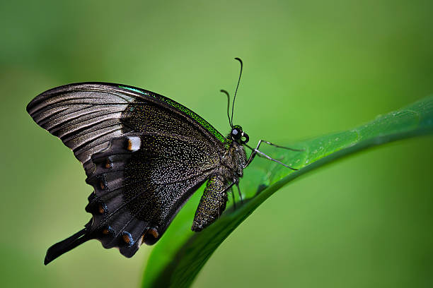 Emerald Swallowtail butterfly, Papilio palinurus Emerald Swallowtail butterfly perched on leaf papilio palinurus stock pictures, royalty-free photos & images