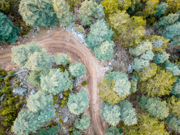 istock Forest road with various trees, shades of green, cedar, pine 1483143327