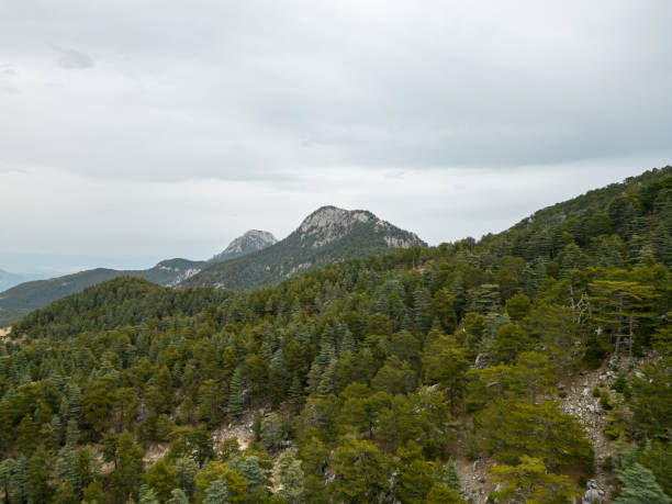 istock Cloudy weather of mountain landscape covered with forest. 1483143572