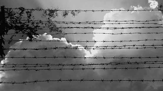 Black and white silhouette creeping grass in barbed wire with cloudy sky background