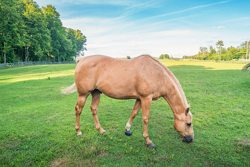 Horse grazes on a farm/ranch.