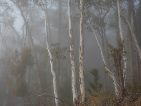 Mystical trees in fog
