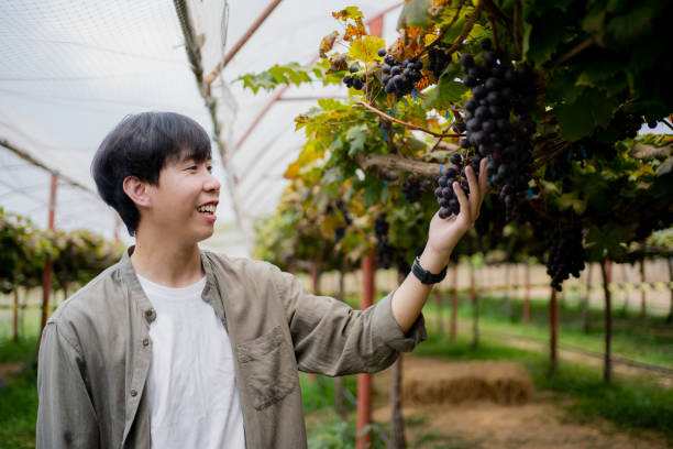 istock farmer man standing confidence front of grape farm. 1483150938