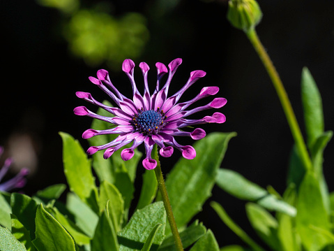 Looking down on a Shrubby daisybush or African Daisy flower with its petals unfurling