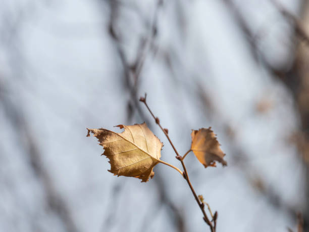 istock Individual yellow autumn leaves 1483151228