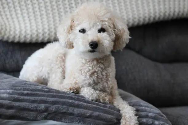 Small toy dog looking towards the camera laying down on a pillow and on a sofa looking comfortable and content