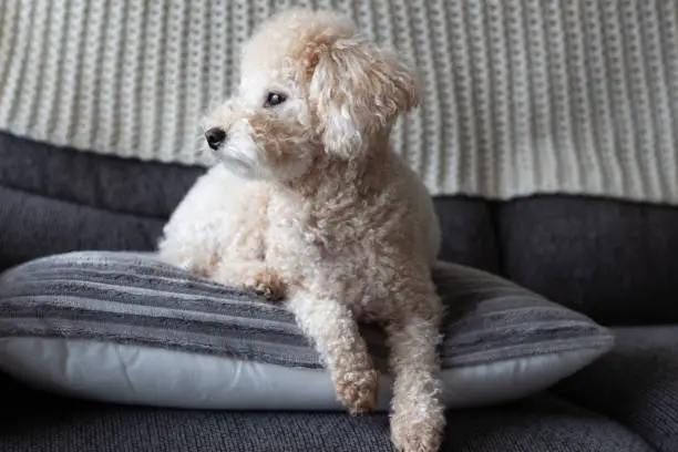 Furry Fluffy Small Toy Dog Poodle Laying Down on a Pillow on the Sofa at Home