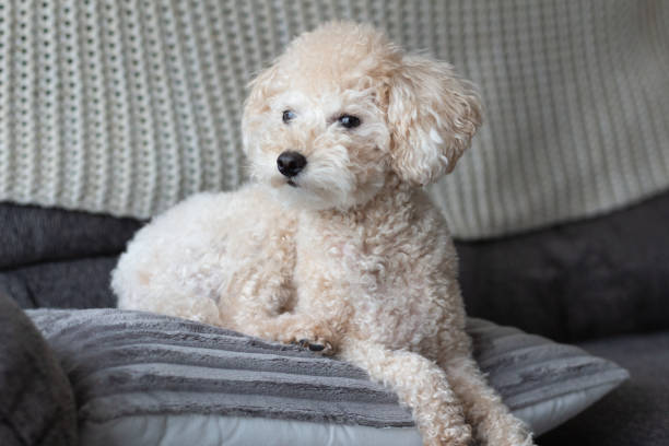istock Small Toy Poodle Laying Down on the Sofa 1483153384