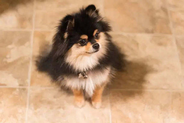 Small toy dog pomeranian sitting down in the kitchen looking away