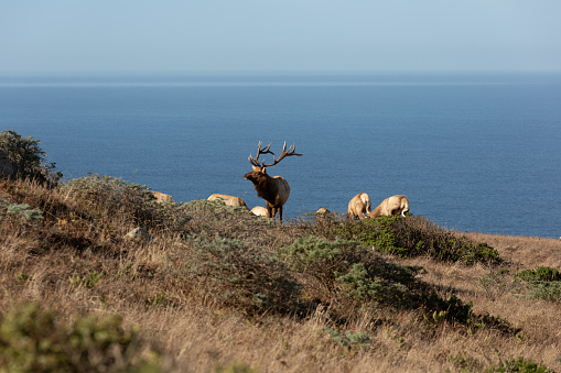 Large elk on cliffside of Point Reyes