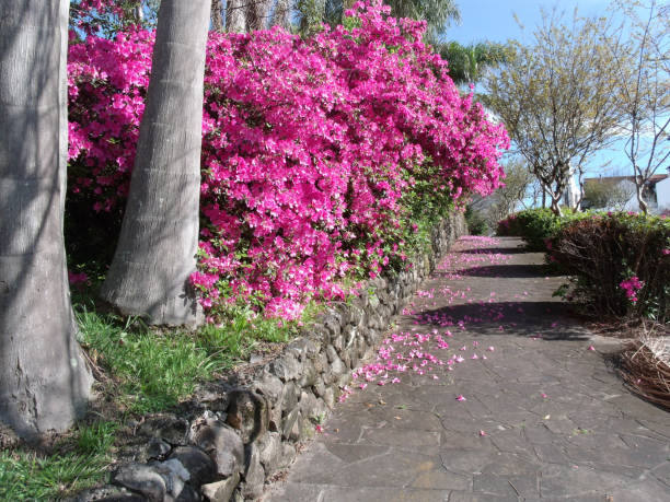 istock Pink azalea bush in the garden 1483155976