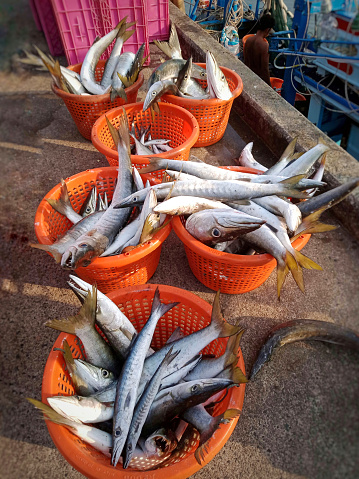 Fresh barracuda fish prepared on fishing pier.