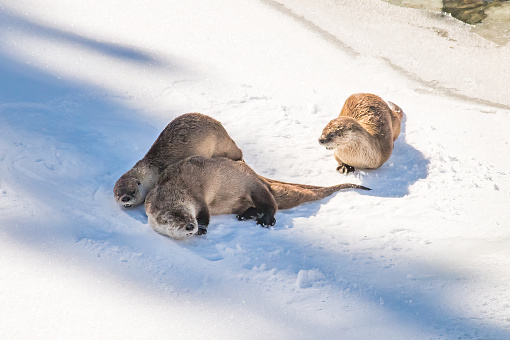 Fluffy and dry River Otters rolling and resting on a snow covered Lamar river bank in the Yellowstone Ecosystem in Wyoming, in northwestern USA. Nearest cities are Bozeman and Billings Montana, Denver, Colorado, Salt Lake City, Utah and Jackson, Wyoming.