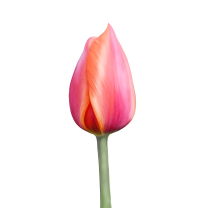 Red tulip flower cut out on white background