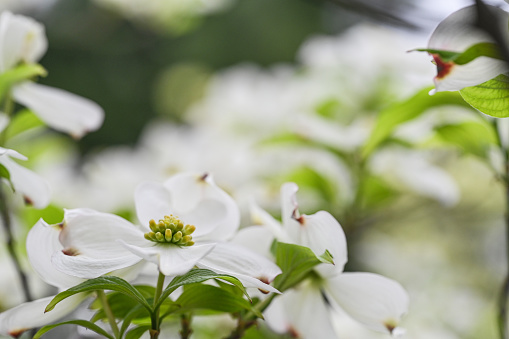 Young blooming spring dogwood tree in residential front yard.