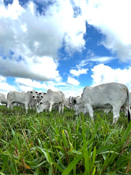 istock beautiful nelore beef cattle on intensive grass system production livestock 1483156903