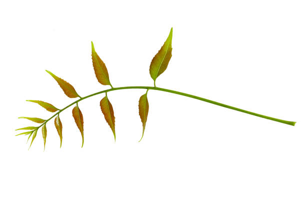 Twig with green leaves isolated on white background
