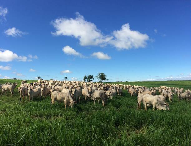 istock beautiful nelore beef cattle on intensive grass system production livestock 1483156946