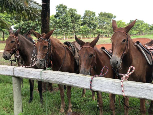 istock beautiful horse and mule at farm 1483156948