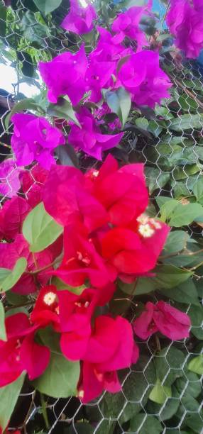 istock Red Bougainvillea Flowers 1483156950