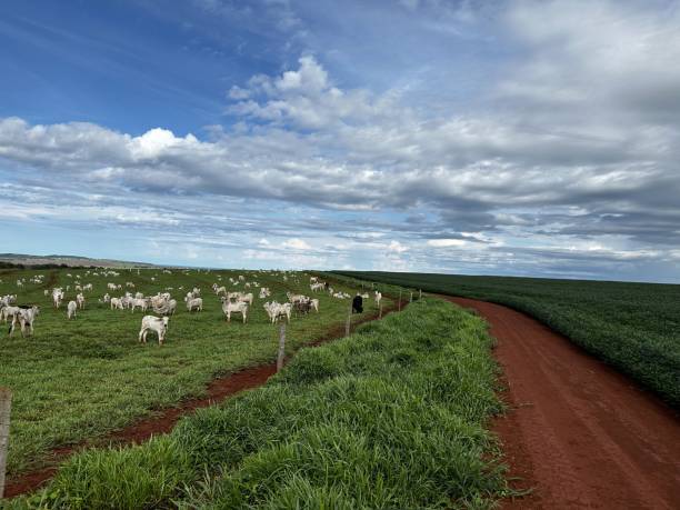 istock beautiful nelore beef cattle on intensive grass system production livestock 1483156952