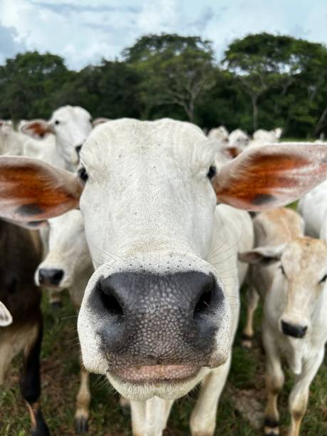 istock beautiful nelore beef cattle on intensive grass system production livestock 1483156961