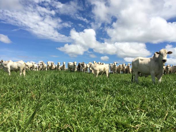 istock beautiful nelore beef cattle on intensive grass system production livestock 1483157000