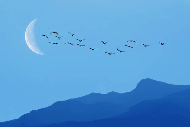 istock Flock of birds flying over mountain range 1483158072