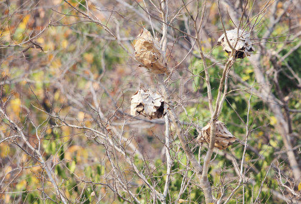 istock Nest of ants on a tree 1483158428