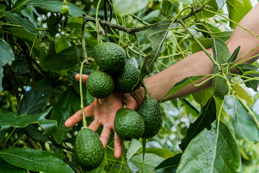 farmer's hands showing avocado crop in cultivation, close-up of avocado fruit and the farmer's hand