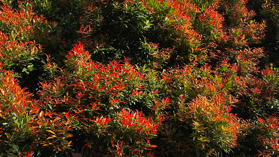 Red and green leaves  in the park.