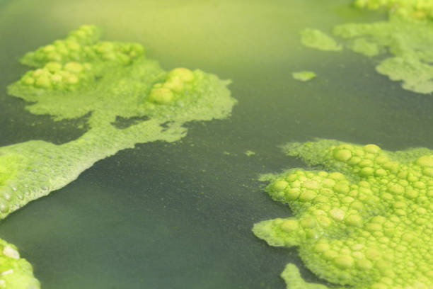 istock The lichen area where the water is regularly wet. 1483160567