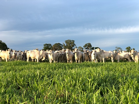 beautiful intensive nelore beef cattle grass system production