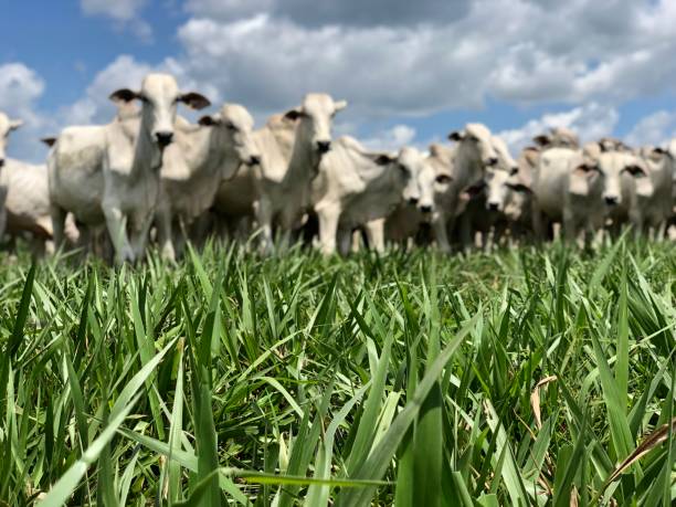 istock beautiful intensive nelore beef cattle grass system production 1483161374