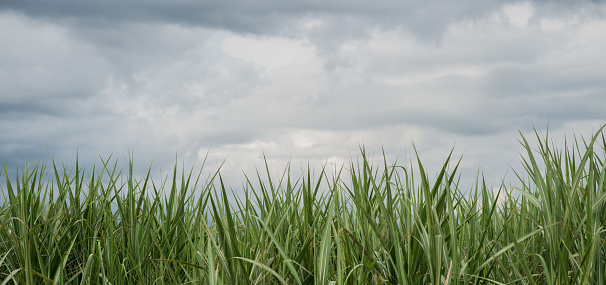 horizontal view of sugarcane cultivation