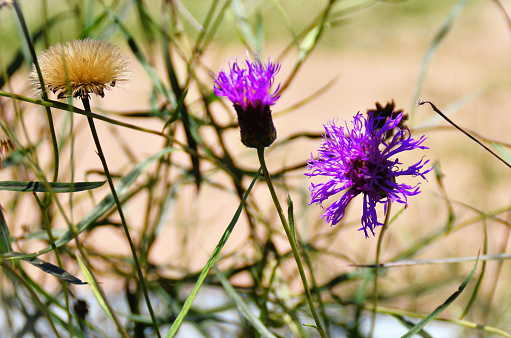 The seeds and flower of a purple cornflower in the field