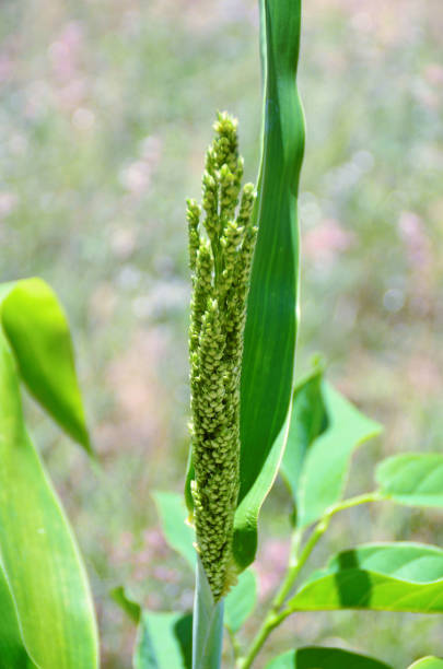 istock Sorghum bicolor flower blooming in the field 1483163253