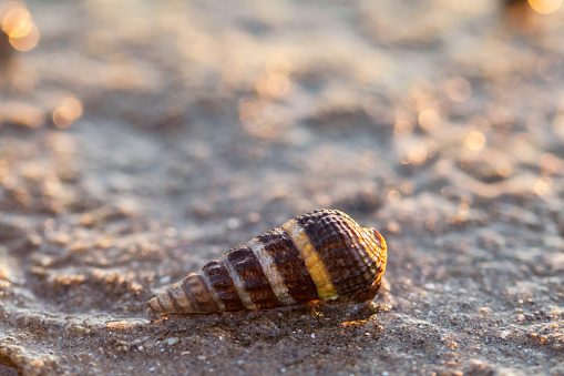 A seashell along the sandy shoreline with the soft late day light.